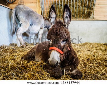 Donkey on a farm