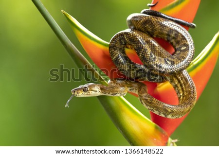 Corallus annulatus is a non-venomous boa species found in Central and South America. Three subspecies are currently recognized, including the nominate subspecies described here Royalty-Free Stock Photo #1366148522