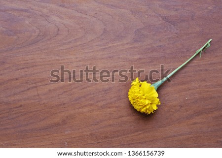 A single yellow marigold on wooden texture board, abstract and natural background of beautiful decoration object