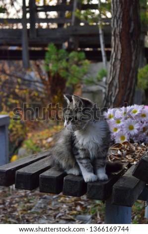 
cat sits on a bench