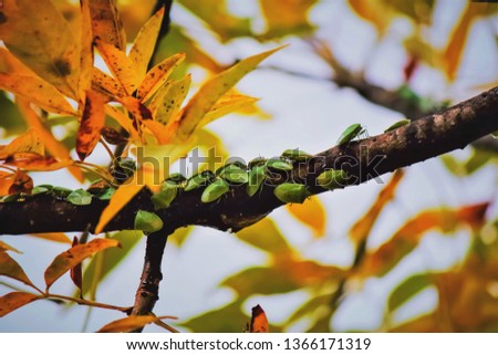 green bedbugs on branch in autumn yellow