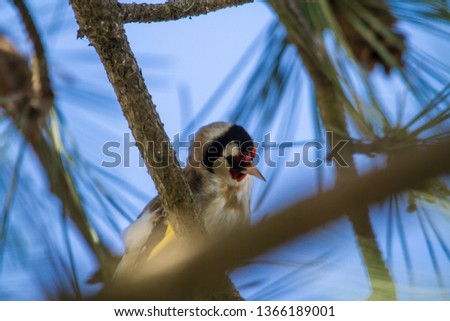 
Goldfinch in the Danube Delta, Romania