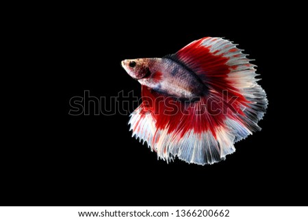 Siamese fighting fish isolated on black background. Fish three color. Betta Fish on black Background. Black isolate. Space for text.