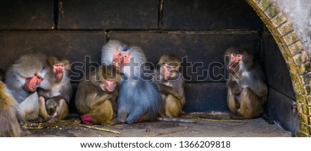 family of hamadryas baboons sitting together, tropical monkeys from egypt
