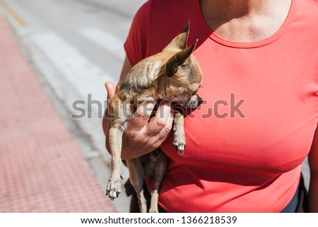 Woman with a small Chihuahua dog