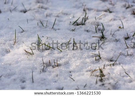 Grass grew in the snow