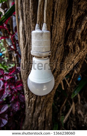 Vintage bulbs hung with trees to add light on the way.