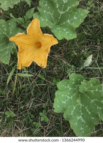 beautiful pumpkin yellow orange flower; green and healthy leaves