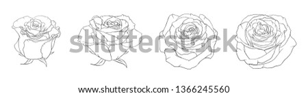 Set of four monochrome silhouette of flower rose; Black outline of rosa isolated on white background; Beautiful detailed outline drawing; Hand drawn floral sketch; Vector botanical illustration