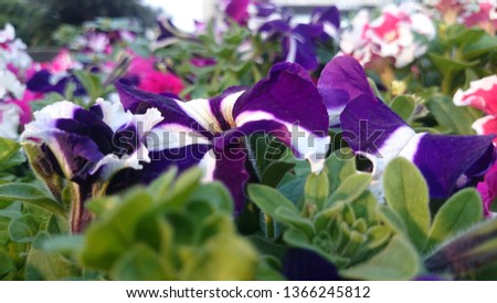 Viola Velour Purple and White