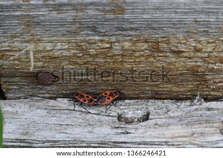 these insects photographed on a log when they basked in the sun