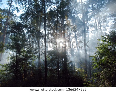 Butiful forest landscape. The sun shines through the trees in the forest with tall.