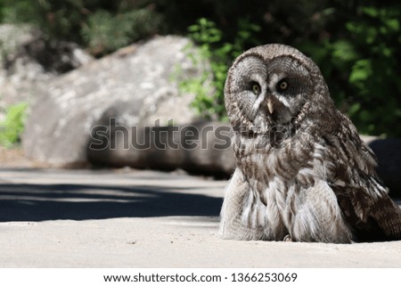 Beautiful Owl picture