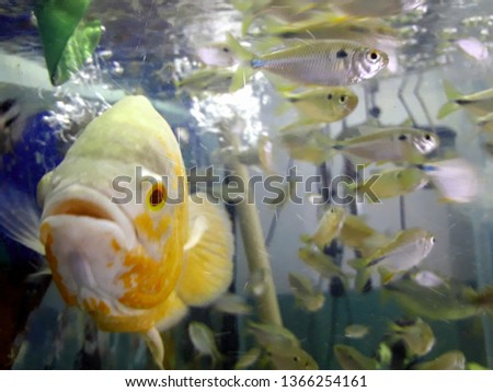 live fish inside the aquarium
