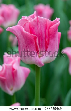 Tulipa Coronet Grp Crown of Dynasty Royalty-Free Stock Photo #1366255469