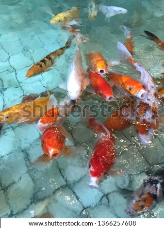 Colorful fancy Carp or Koi fish, competing for food. Blurry and contain noise.
