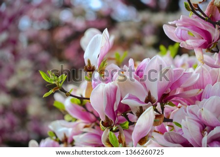 Magnolia pink blossom tree flowers, close up branch, outdoor.                                