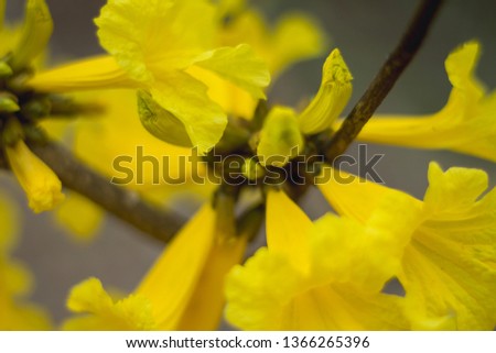 
Yellow flowers india