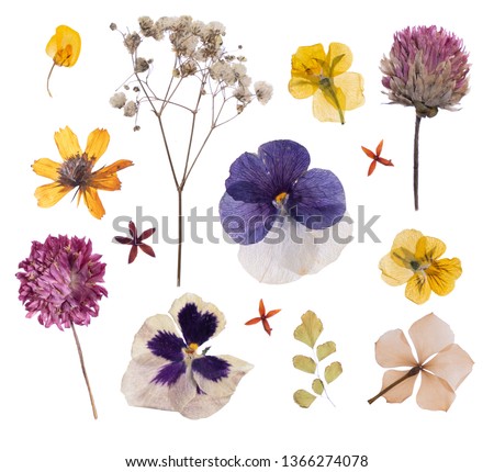 flat pressed dried flower pattern isolated on white background Royalty-Free Stock Photo #1366274078