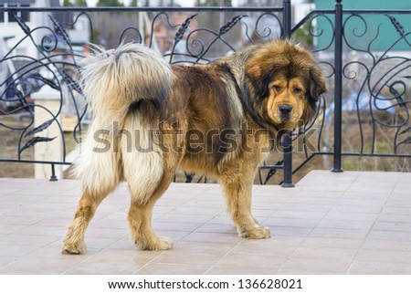 Beautiful dog breed Tibetan Mastiff. Horizontal picture