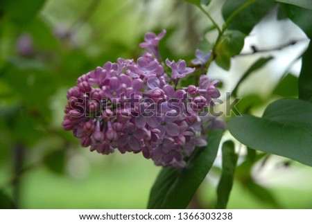 Purple Lilac Flower background