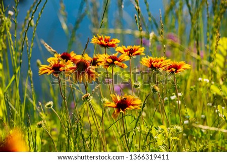 Wildflowers in a natural oasis