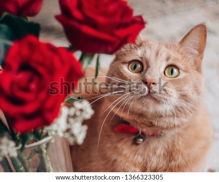 serious cat in flowers poses for the photographer 