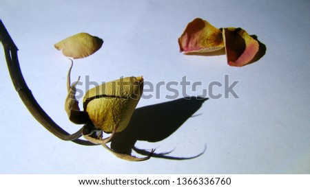 Photo of the dry rose on the white background