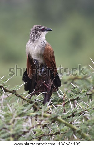Coucal bird perching on a spiny bush with green background