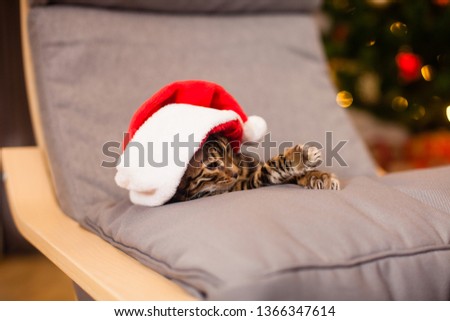 Bengal cat in Santa hat sitting at chair, Christmas eve