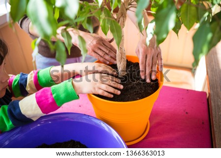 Replanting potted plant. A woman teaches a boy to work with houseplants. The child plants flowers. Replanting indoor flower in a new pot. Children's hands closeup.