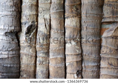 texture of coconut trees