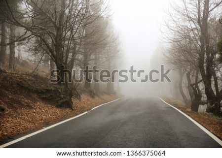 Summer road with fog and free space for your decoration. 