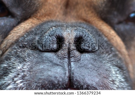 Close up of brachycephalic dog nose with nostrils of a French Bulldog Royalty-Free Stock Photo #1366379234