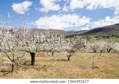 Cherry trees cultivar in Valle del Jerte, Spain