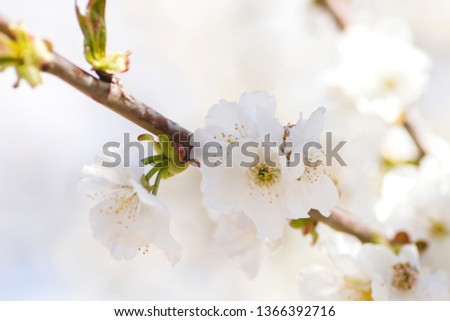 Springtime cherry blossom close up