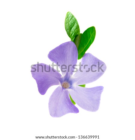 flower periwinkle isolated on white background