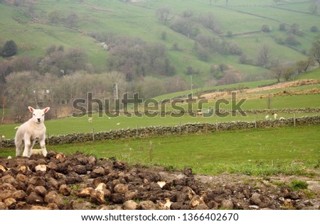 Young Lamb, Pictured in Stanbury, Near Haworth, West Yorkshire, UK