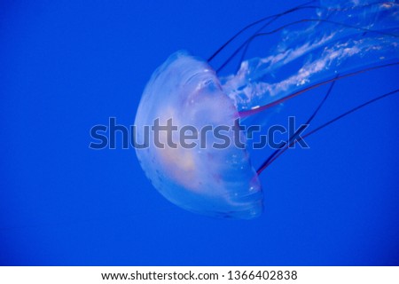 Underwater jellyfish swimming