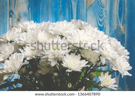 Large bouquet of white chrysanthemums with green stems stands against a blue wooden wall