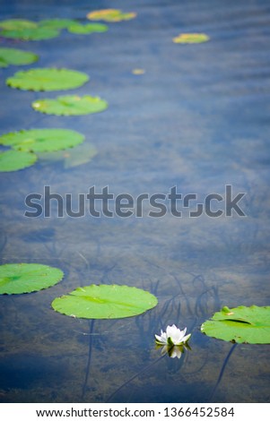 lily pad on shallow lake