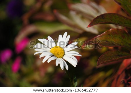  White Daisy on a motley background                              