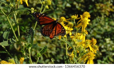             Monarch butterfly on yellow flowers                   