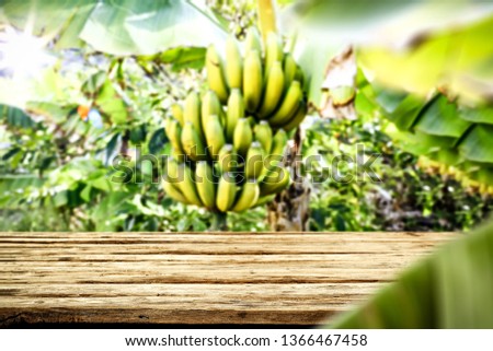 Wooden desk of free space and fresh bananas on tree. Bananas plantation and green leaves. 