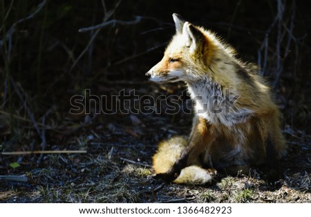 sleepy fox enjoying some sunshine.