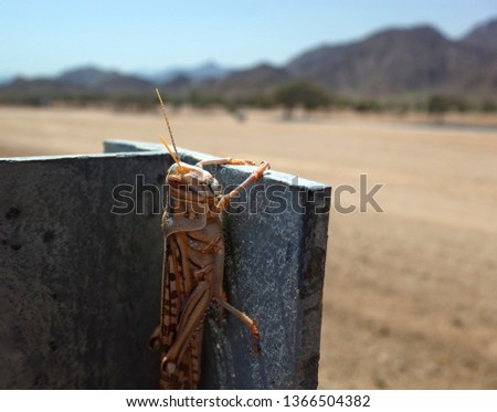 Close Up of desert locust sitting on metal frame in Fujairah, United Arab Emirates, Arabian peninsula
