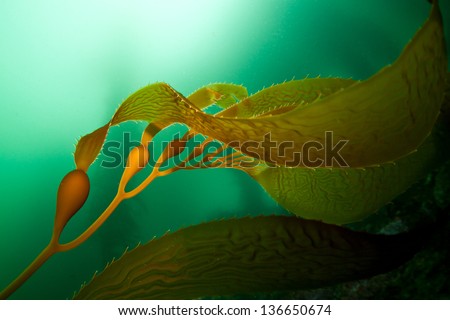 Giant kelp (Macrocystis pyrifera) is a species of large brown algae that grows along the Pacific coast of the United States and southward, Royalty-Free Stock Photo #136650674