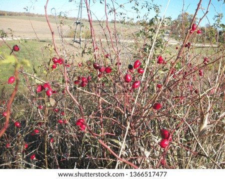 wild rose bush grows