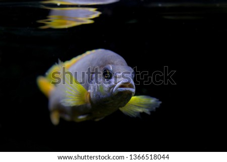 lake malawi cichlid fish 