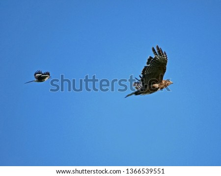 Mockingbird chasing a hawk